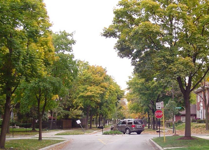 SOUTH SHORE RESIDENTIAL STREET - NAME UNKNOWN - BOWER OF TREES - FROM CHICAGO NEIGHBORHOOD SITE